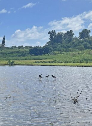 Photo: Aeʻo in loʻi