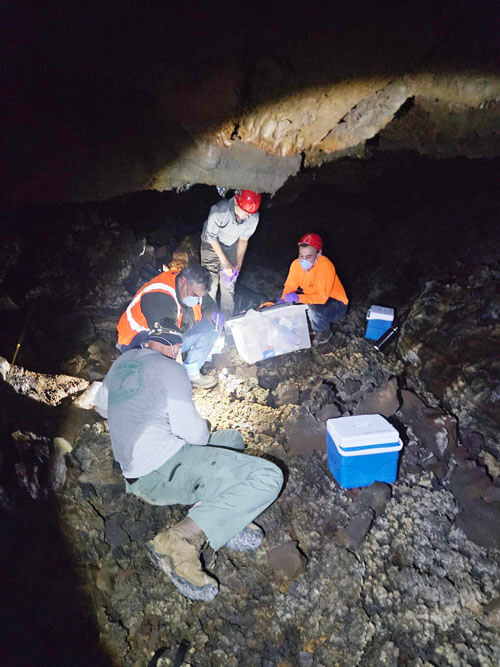 Photo: SHPD staff collect sub-fossil bones of the flightless goose