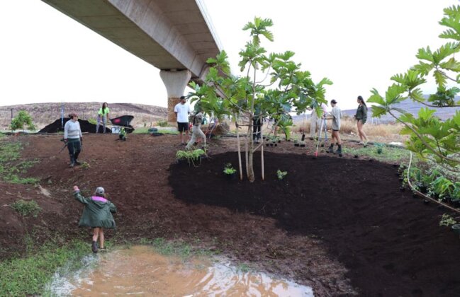 Photo: Full moon planting of mea kanu and lāʻau lapaʻau