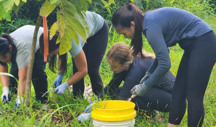 Photo: Volunteers spread mulch for the ʻulu plant