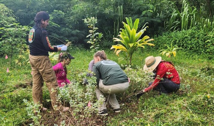 Photo: Ahupuaʻa Heʻeia, volunteers with Koʻolau Foundation are helping to restore the native forest