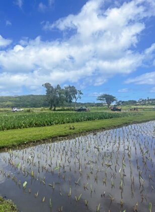 Photo: Hawaiian koloa at the loHawaiian-koloa-at-the-loii