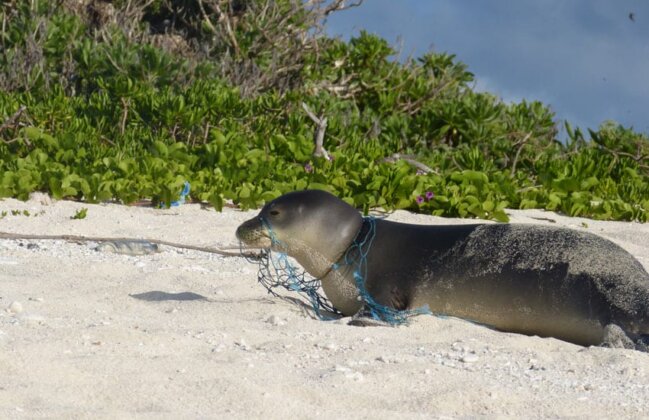 Photo: Hawaiian monk seal entangled in a fishing net