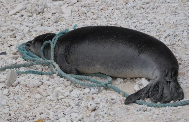 Photo: Hawaiian monk seal entangled in a fishing net