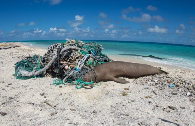 Photo: Hawaiian monk seal entangled in a fishing net