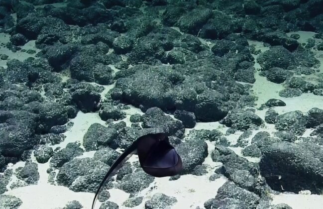 Photo: Puhi waha nui