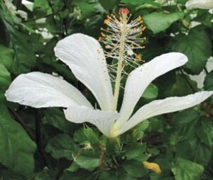 Photo: Hibiscus
