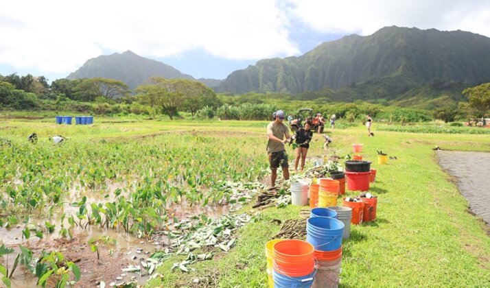Photo: Volunteers harvest kalo at Kāko&lsquo;o &lsquo;Ōiwi