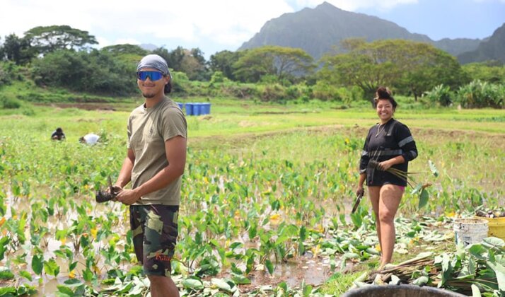 Photo: Volunteers harvest kalo at Kāko&lsquo;o &lsquo;Ōiwi