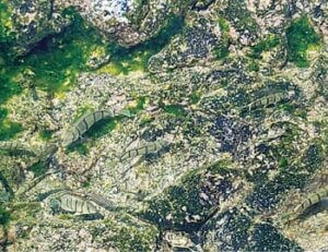 Photo: Well-camouflaged reef fish feed on limu
