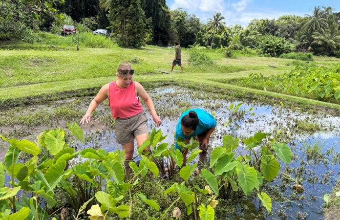 Photo: Rose Angelo and Kamalei Pico harvest kalo