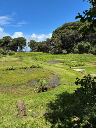 Photo: Loʻi kalo at Kīpahulu