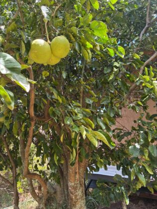 Photo: Pomelo at Georgia Pinsky&rsquo;s farm