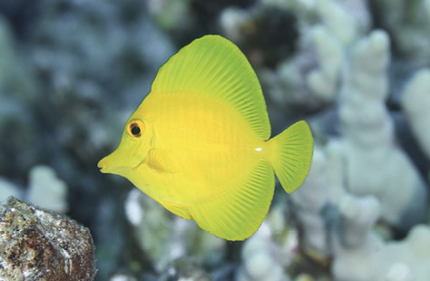 Photo: A lauʻīpala