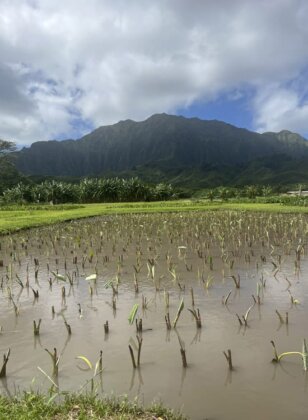 Photo: Newly planted loʻi