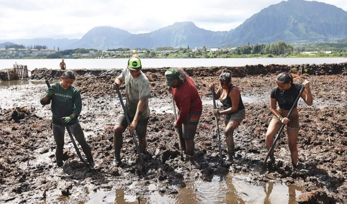 Photo: Volunteers clearing mud at Paepae o Heʻeia