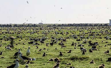 Photo: Mōlī chicks and adults in a field of seabirds