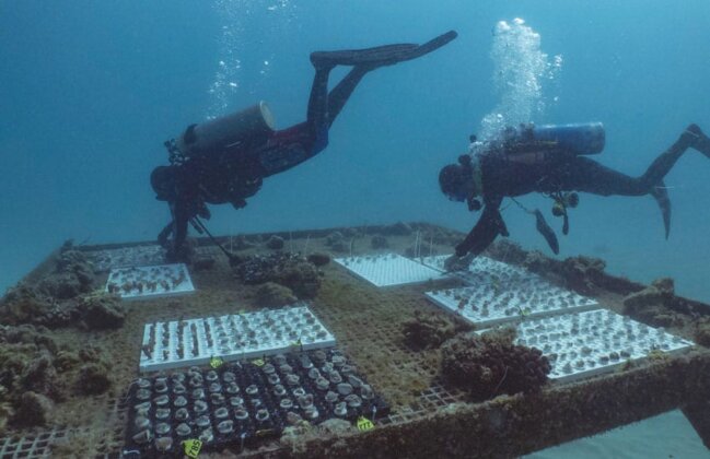Photo: A coral table in Maunalua Bay