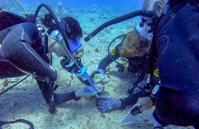 Photo: Divers reattach a coral head