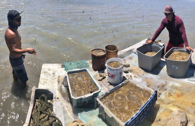 Photo: Volunteers remove invasive jellyfish