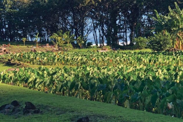 Photo: Restored Loʻi