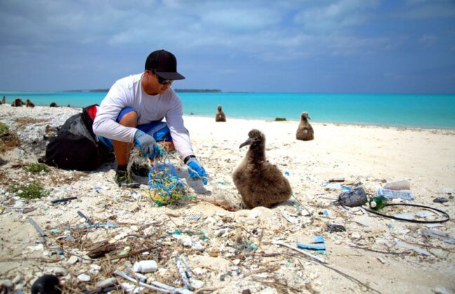 Photo: PMDP team member removes fragments of fishing net from seabird nesting area