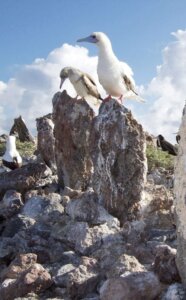 Photo: Manu ʻā sit atop the manamana on a heiau