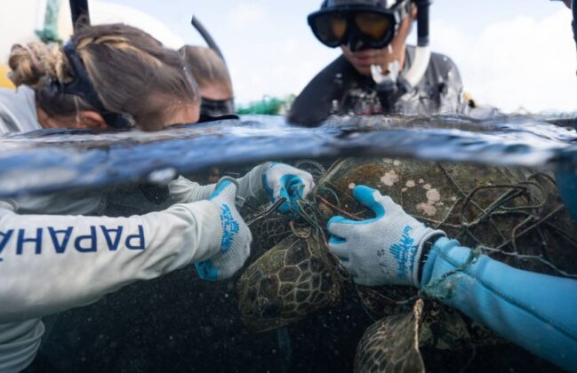 Photo: Divers free an endangered sea turtle from a fishing net