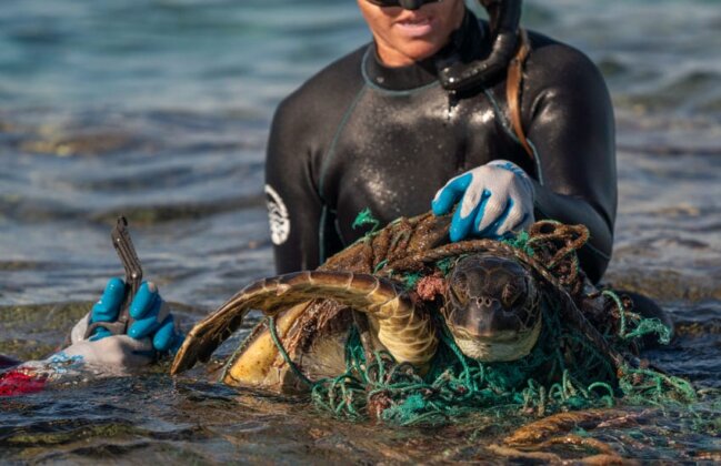 Photo: Divers free an endangered sea turtle